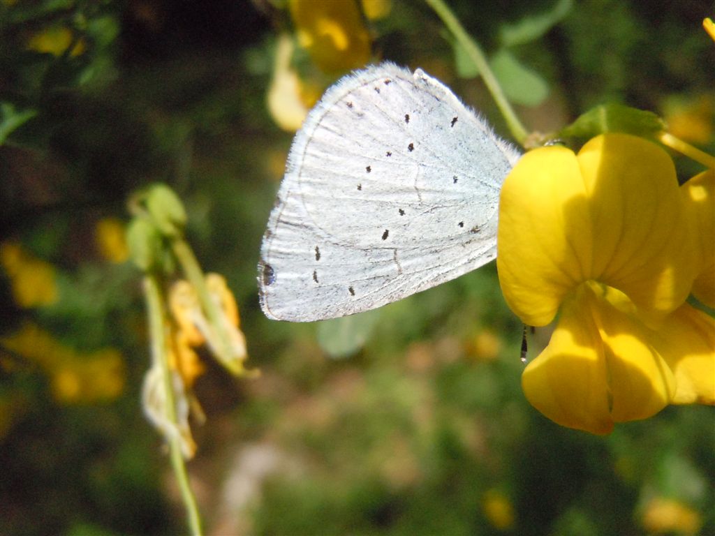 Celastrina argiolus?